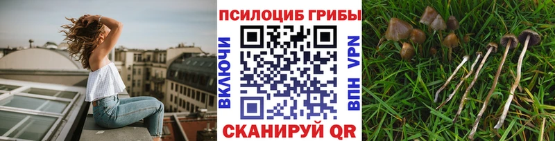 Галлюциногенные грибы Magic Shrooms где продают Новохопёрск
